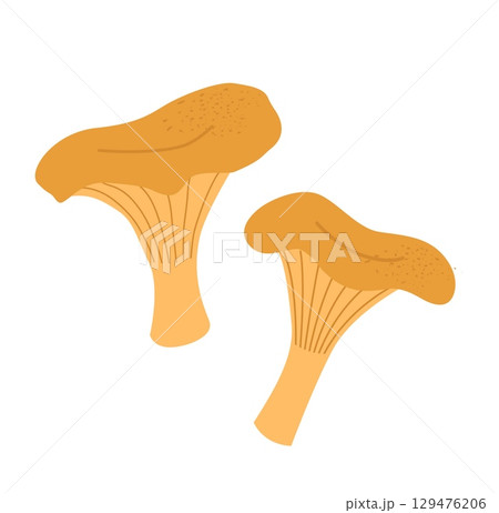 Mushrooms flat vector illustration. Chanterelle isolated on white background Mushrooms flat vector illustration. Chanterelle isolated on white background 129476206