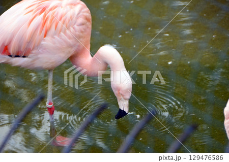 チリ―フラミンゴ チリ―フラミンゴ 129476586