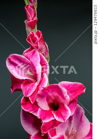 Vibrant close-up of a pink gladiolus with white edged petals Vibrant close-up of a pink gladiolus with white edged petals 129476615