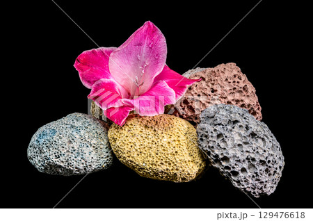 Pink gladiolus blossoms on porous volcanic rocks against black Pink gladiolus blossoms on porous volcanic rocks against black 129476618