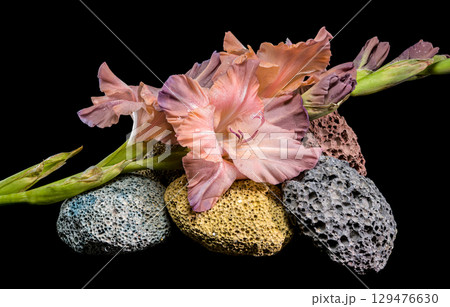 Dusky pink gladiolus blossoms on porous volcanic rocks against black 129476630
