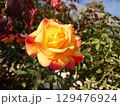 青空に映えるバラ 129476924