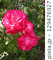 バラ 129476927