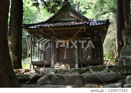 礒部神社の藤の花(富山県氷見市) 礒部神社の藤の花(富山県氷見市) 129477163
