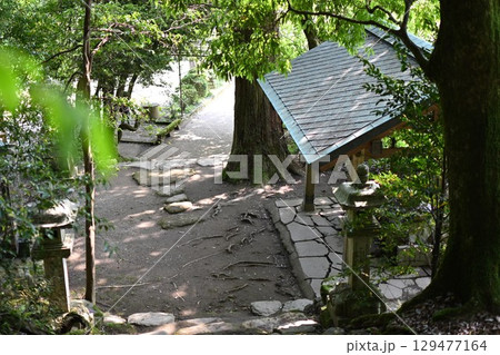 礒部神社の藤の花(富山県氷見市) 礒部神社の藤の花(富山県氷見市) 129477164