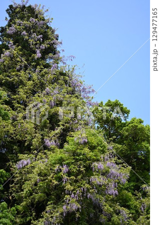 礒部神社の藤の花(富山県氷見市) 129477165