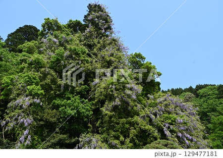 礒部神社の藤の花(富山県氷見市) 礒部神社の藤の花(富山県氷見市) 129477181