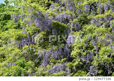 礒部神社の藤の花(富山県氷見市) 礒部神社の藤の花(富山県氷見市) 129477186
