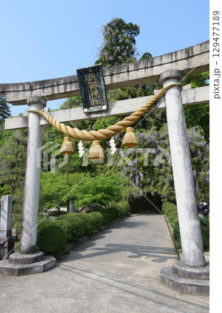 礒部神社の藤の花(富山県氷見市) 礒部神社の藤の花(富山県氷見市) 129477189