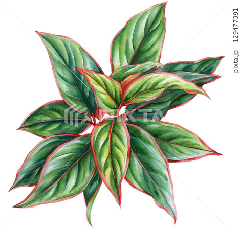 Leaves watercolor tropical botanical illustration on white background, Green red aglaonema, variegated houseplant rainforest flora 129477391