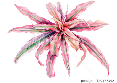 Hand-Painted plant Cryptanthus Bivittatus Pink Starlite. Leaves watercolor exotic tropical botanical illustration  129477392