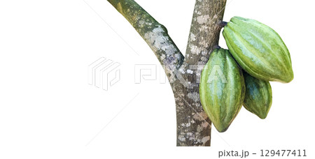 3. Cut Out Raw Cocoa Pod Isolated on White Background 129477411
