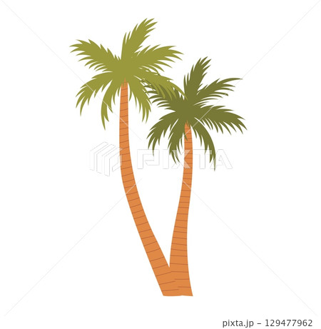 Palm tree on white background 129477962