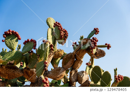 Vibrant Cactus with Prickly Pear Fruits Against Clear Blue Sky Vibrant Cactus with Prickly Pear Fruits Against Clear Blue Sky 129478405