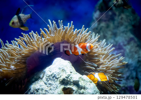 Clownfish swimming among sea anemone tentacles in a vibrant underwater scene 129478501