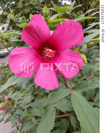 Hibiscus rosa-sinensis, known colloquially as Chinese hibiscus, China rose, Hawaiian hibiscus, rose mallow and shoeblack plant, is a species of tropical hibiscus 129478835