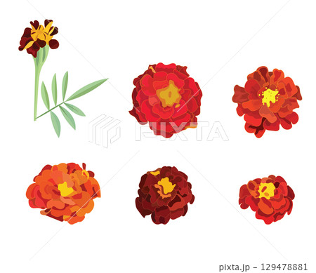 Set of marigold flowers. Vector illustration. Set of marigold flowers. Vector illustration. 129478881