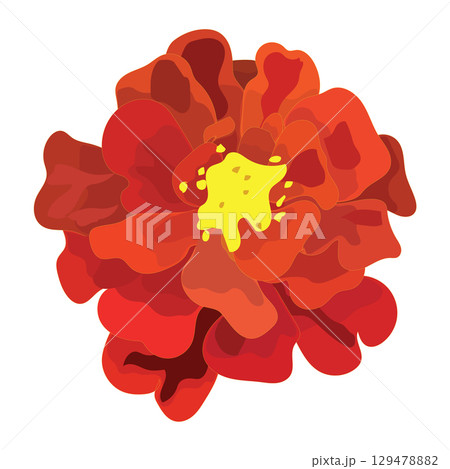 Marigold flower close-up. Vector illustration. 129478882