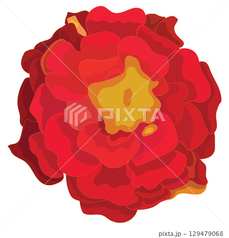 Marigold flower close-up. Vector illustration. 129479068