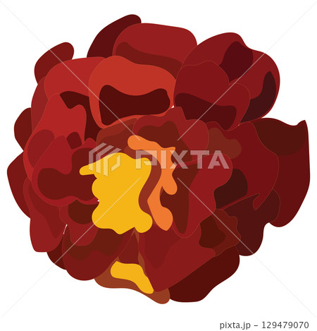 Marigold flower close-up. Vector illustration. Marigold flower close-up. Vector illustration. 129479070