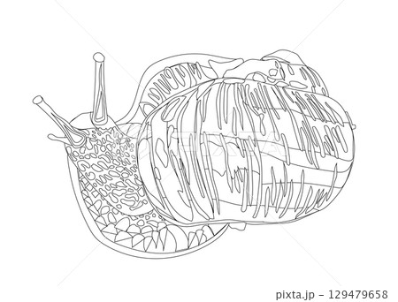 Snail close-up in doodle style. . Vector illustration. 129479658