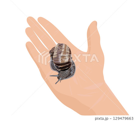 Snail close-up in realistic style. Vector illustration. 129479663