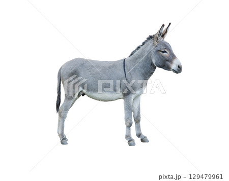 donkey house isolated on white background 129479961