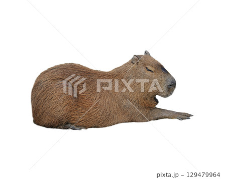 carybara isolated on white background 129479964