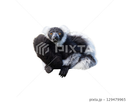 vary lemur isolated on white background 129479965