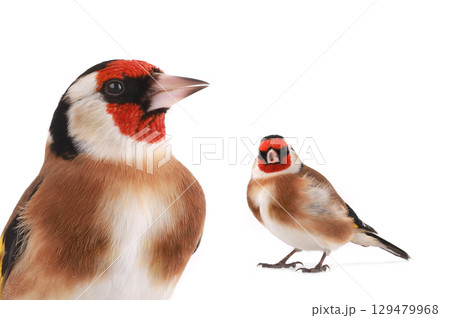 goldfinch isolated on a white background goldfinch isolated on a white background 129479968