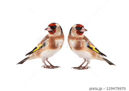 goldfinch isolated on a white background 129479970