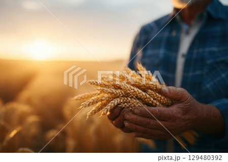 An experienced farmer stands in a golden wheat field, holding a handful of ripe wheat grains as the warm sunlight casts a beautiful glow during sunset. 129480392