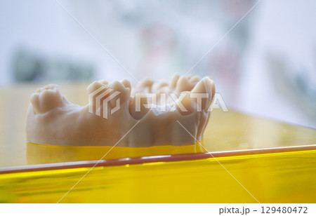 Model of human jaw gums and teeth printed on 3D printer from hardened rubber. Model of human lower gum with teeth created on 3D printer from hardened rubber under influence of ultraviolet light 129480472
