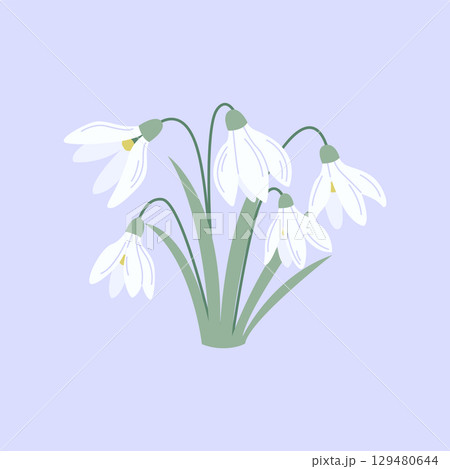 Cute Hand Drawn Snowdrop Flowers Vector Illustration in Flat Style Cute Hand Drawn Snowdrop Flowers Vector Illustration in Flat Style 129480644