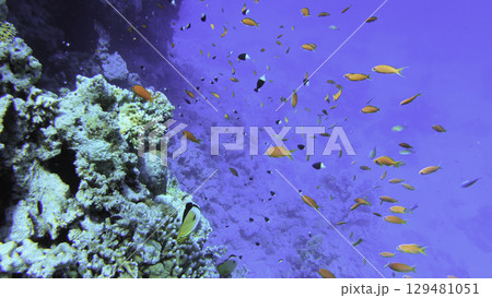 Underwater seascape on the coral reef in Red Sea, Egypt 129481051