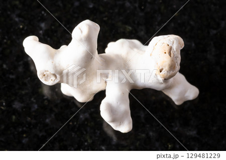 sample of white dried coral twig on black granite 129481229