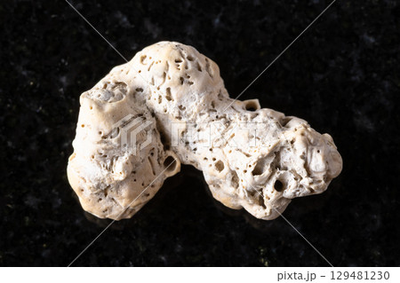sample of dried coral piece on black granite 129481230