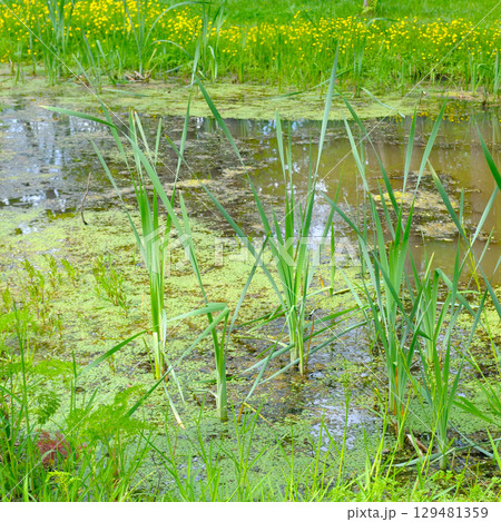 A stagnant body of water with duckweed, reeds and other aquatic plants. 129481359