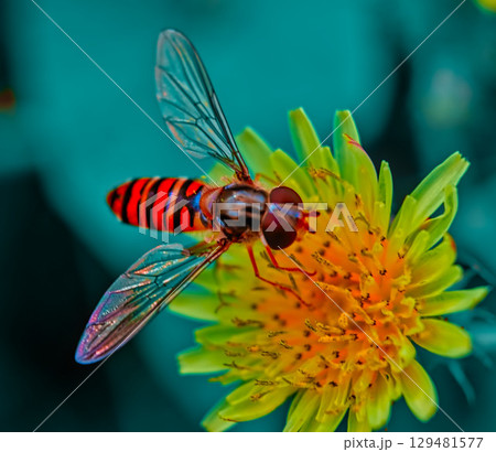 hoverfly sipping nectar from a flower 129481577
