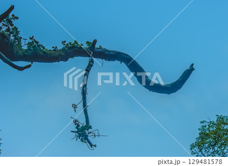 trunk covered with vines 129481578