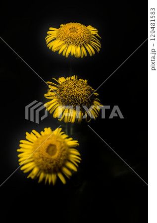Three Sunflowers in a Row on Black Background 129481583