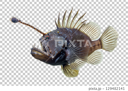Glowing deep-sea anglerfish with bioluminescent lure, terrifying abyssal predator isolated on transparent background Glowing deep-sea anglerfish with bioluminescent lure, terrifying abyssal predator isolated on transparent background 129482141