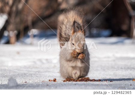 The squirrel in winter sits on white snow. 129482365