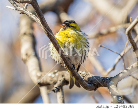 Eurasian siskin male, latin name spinus spinus, sitting on branch of tree. Cute little yellow songbird. Eurasian siskin male, latin name spinus spinus, sitting on branch of tree. Cute little yellow songbird. 129482369