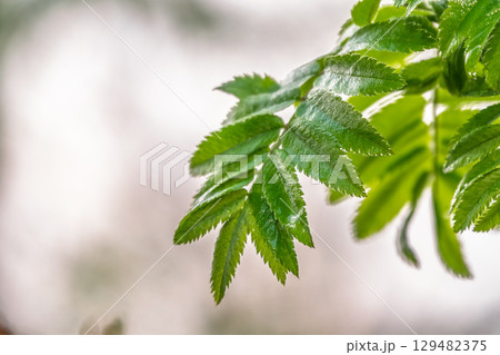 Nature of green leaf in garden at summer. Natural green leaves plants using as spring background cover page environment ecology 129482375