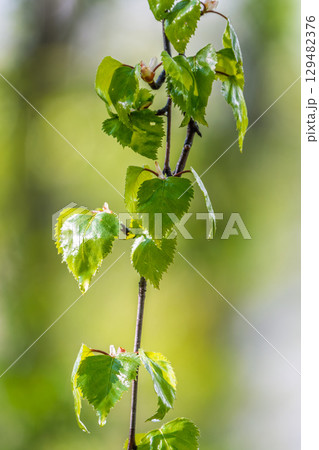 Nature of green leaf in garden at summer. Natural green leaves plants using as spring background cover page environment ecology 129482376