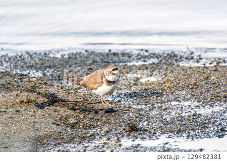 Little ringed plover (Charadrius dubius), bird standing on the lake shore 129482381