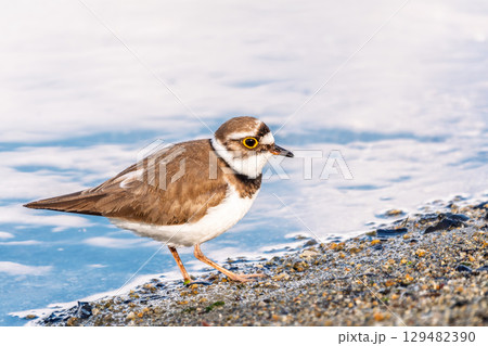 Little ringed plover (Charadrius dubius), bird standing on the lake shore Little ringed plover (Charadrius dubius), bird standing on the lake shore 129482390