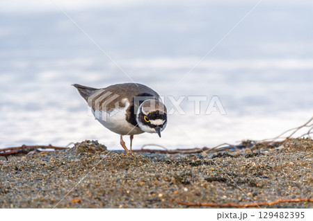 Little ringed plover (Charadrius dubius), bird standing on the lake shore Little ringed plover (Charadrius dubius), bird standing on the lake shore 129482395