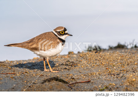 Little ringed plover (Charadrius dubius), bird standing on the lake shore 129482396